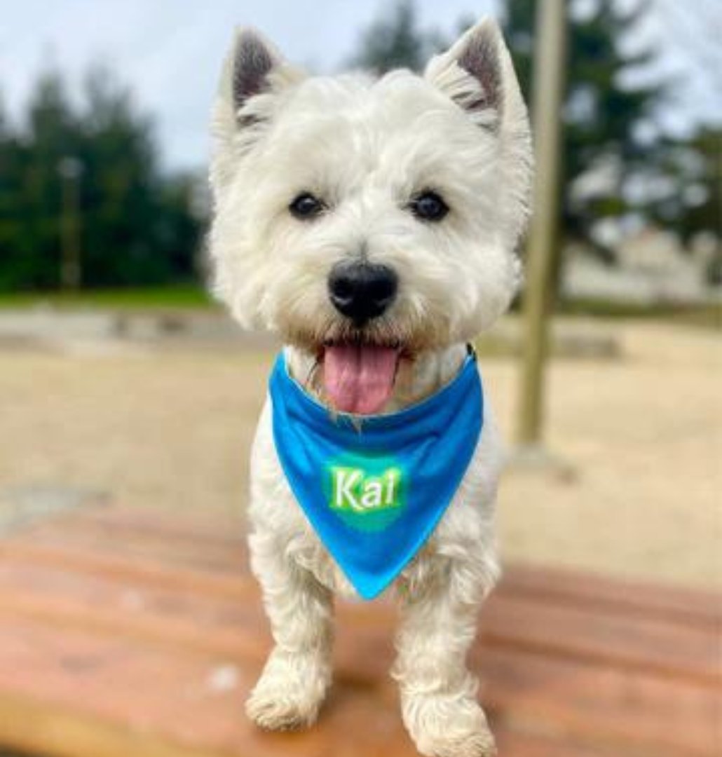 BANDANAS CON NOMBRE DE TU MASCOTA