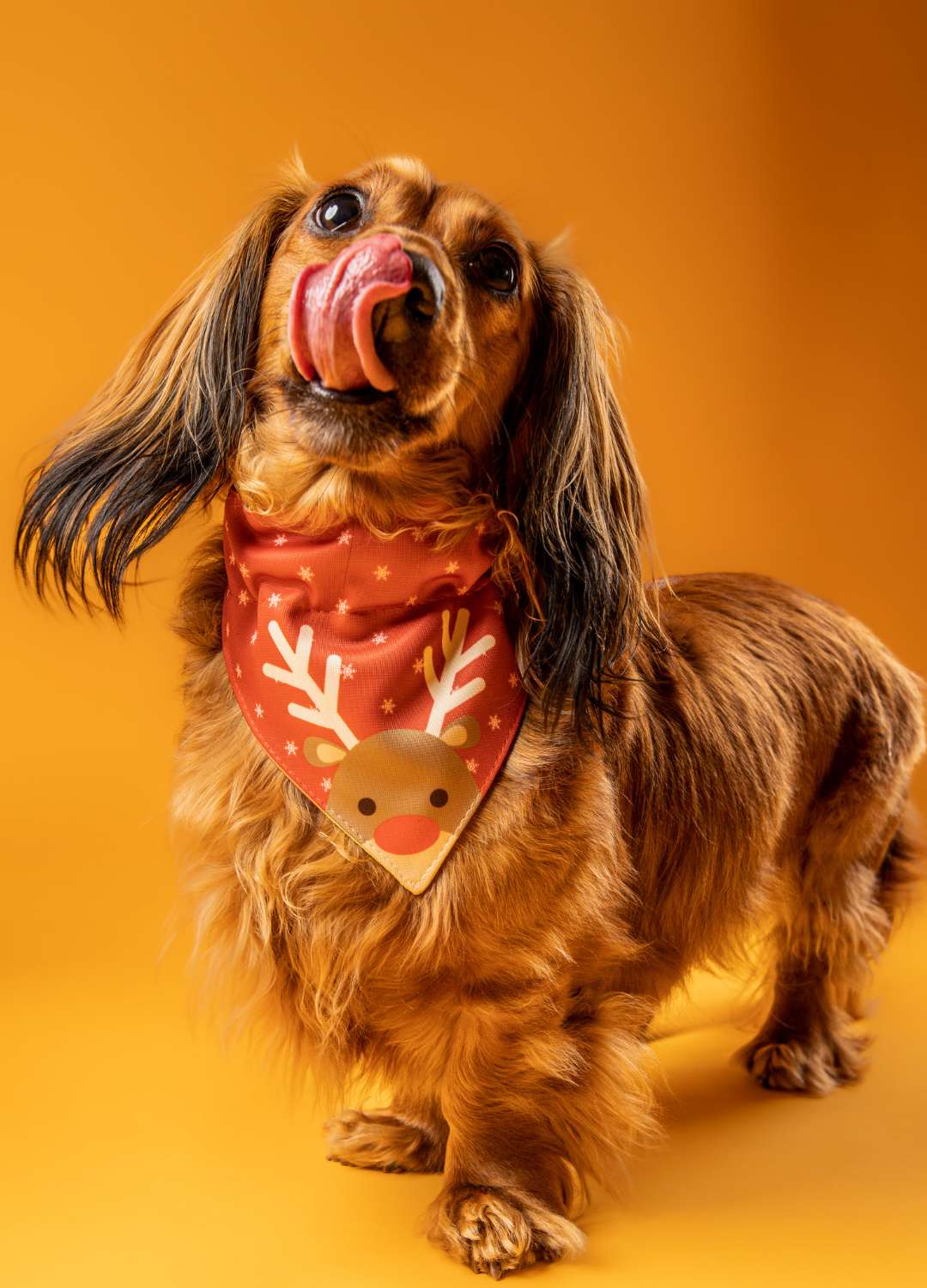 Bandana con collar Reno 🎅