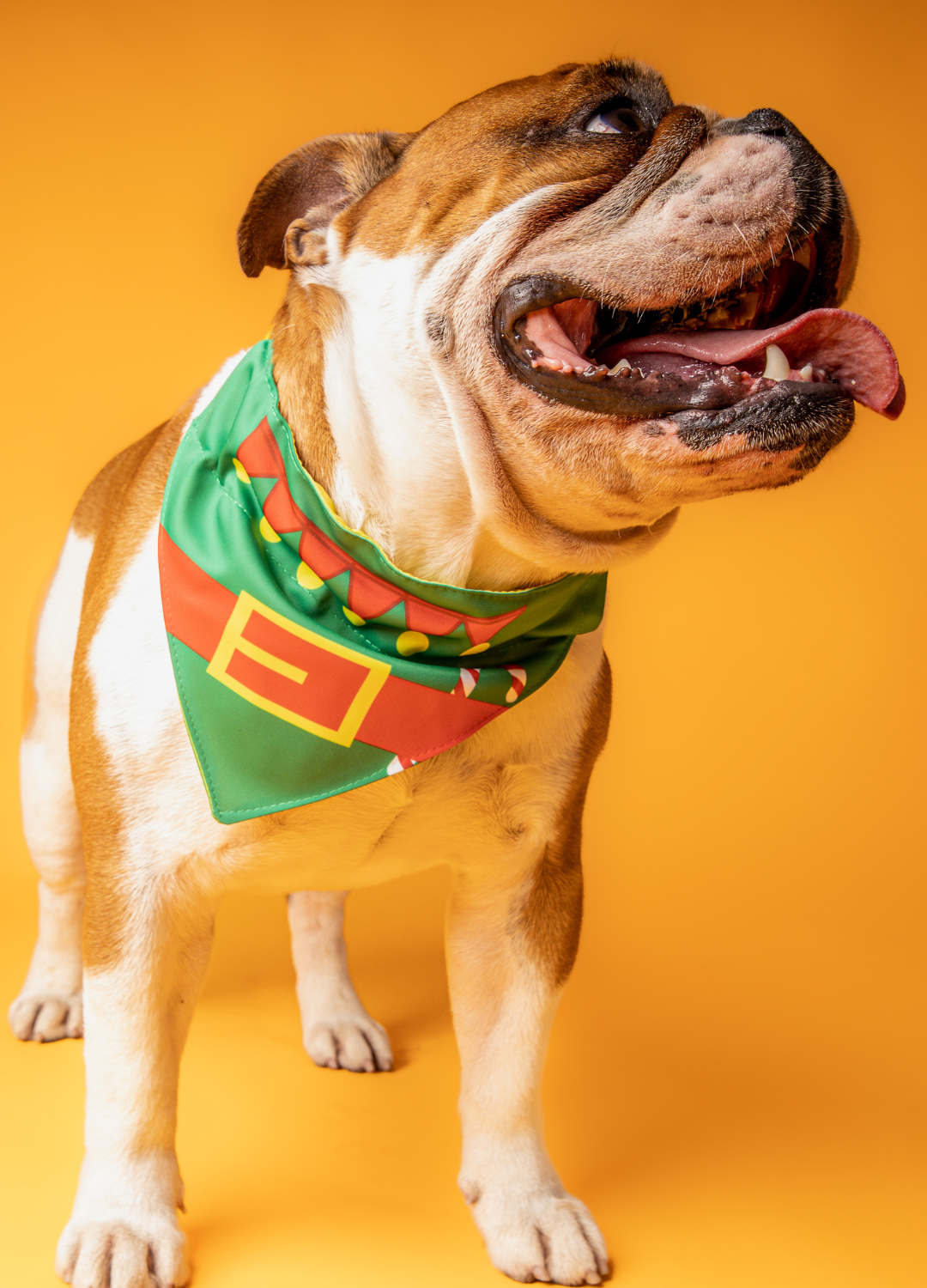 Bandana con collar Ayudante 🎅