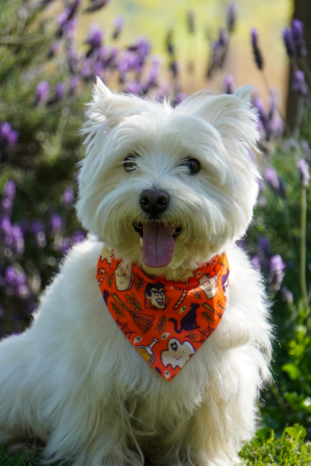 Bandana con Collar Dracula 🎃