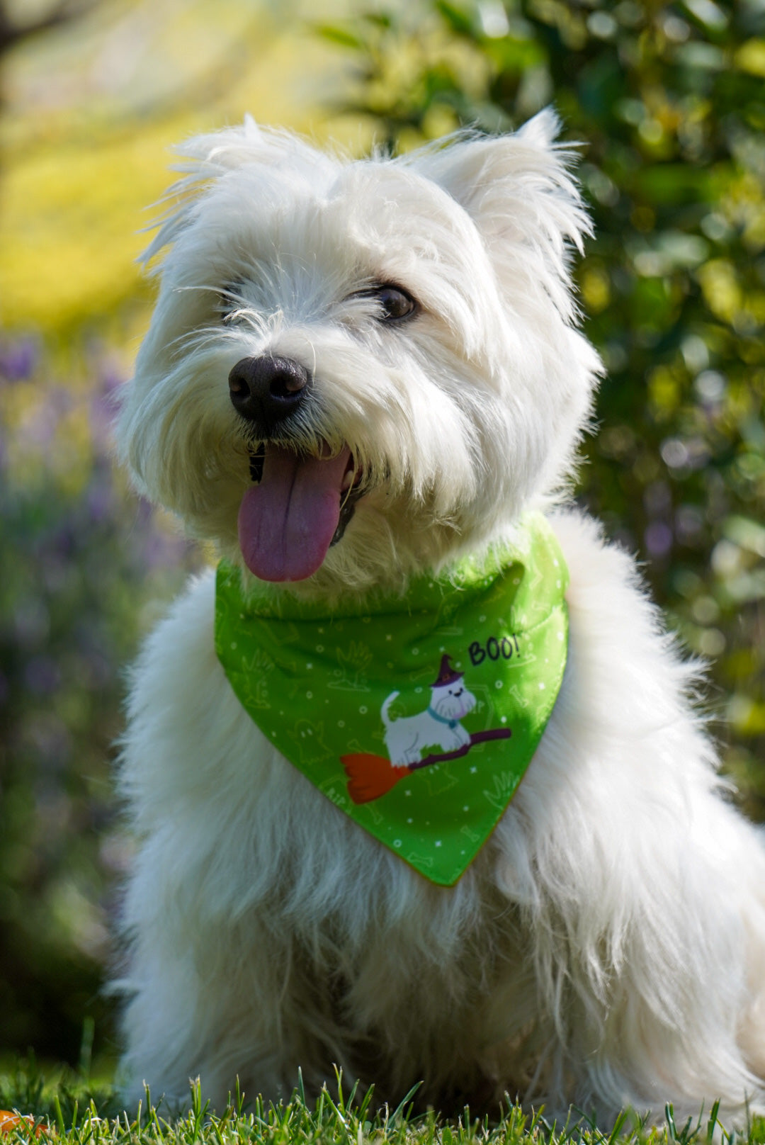 Bandana con Collar Westie 🎃