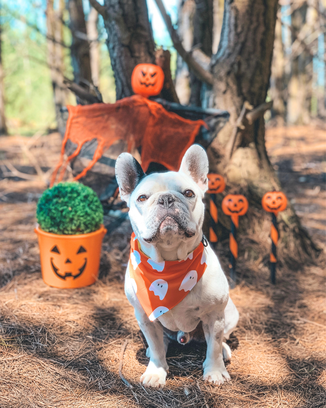 Bandana con Collar Hot Dog 🎃