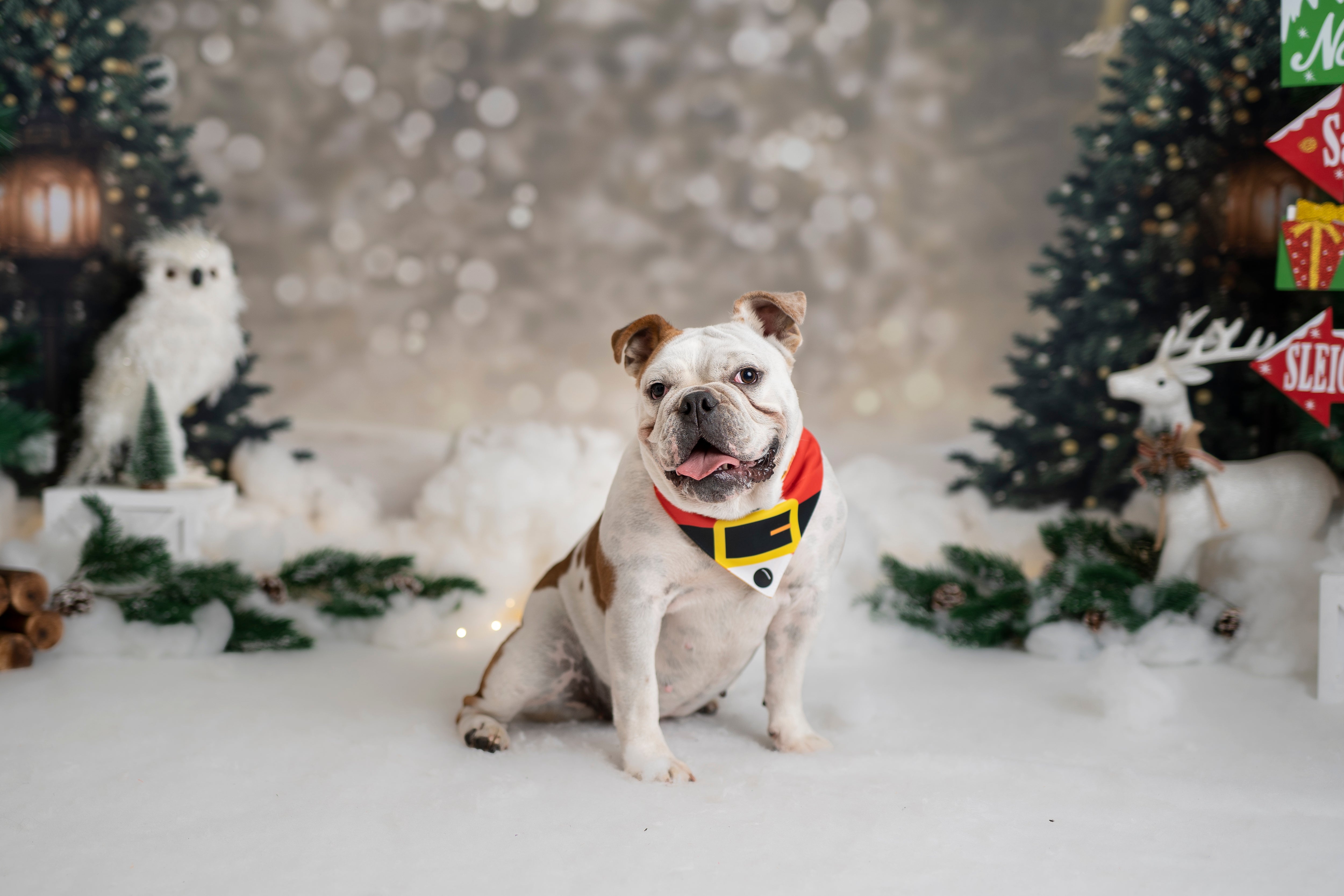 Bandana con collar Santa 🎅