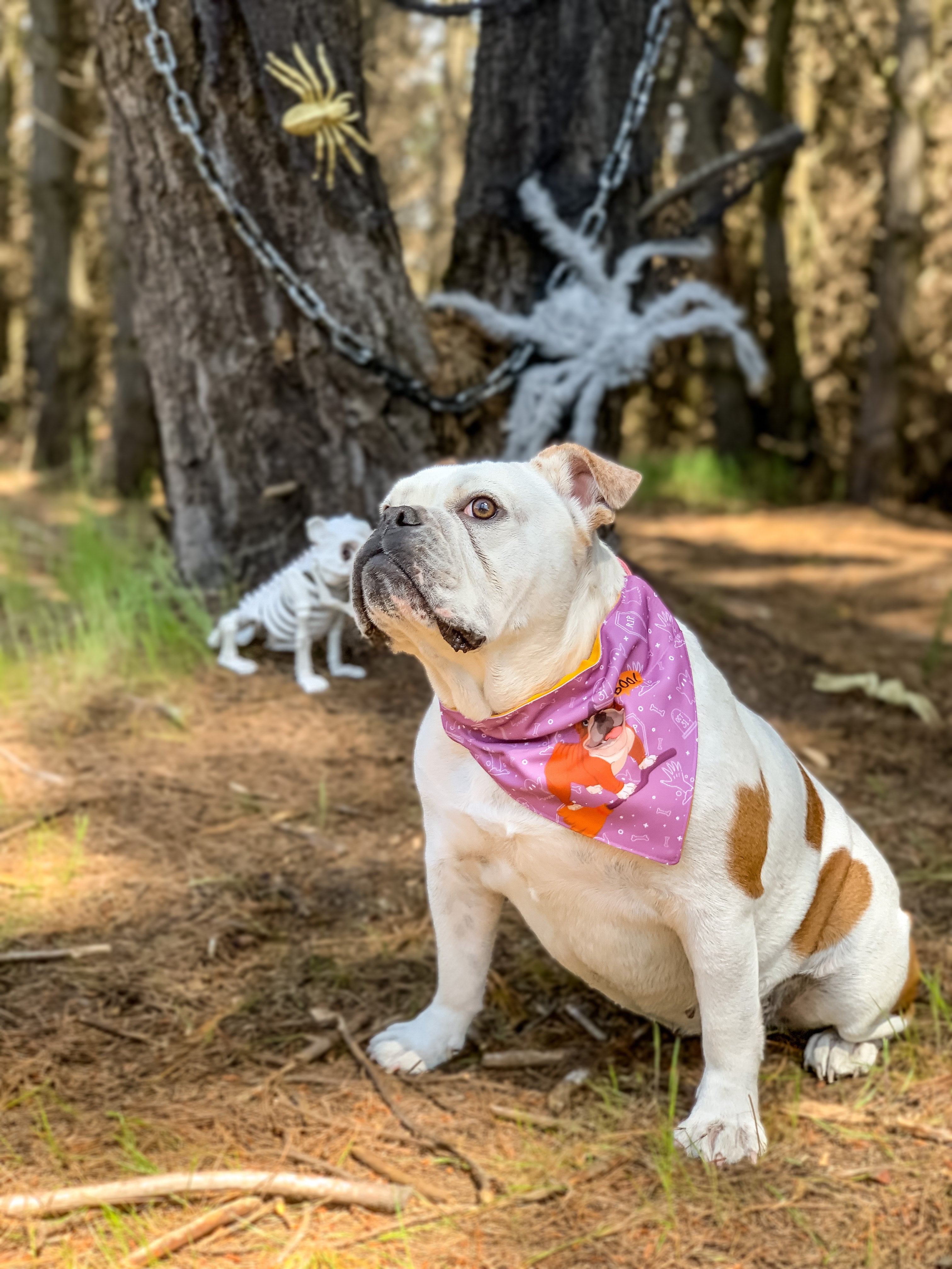 Bandana con Collar Bully 🎃