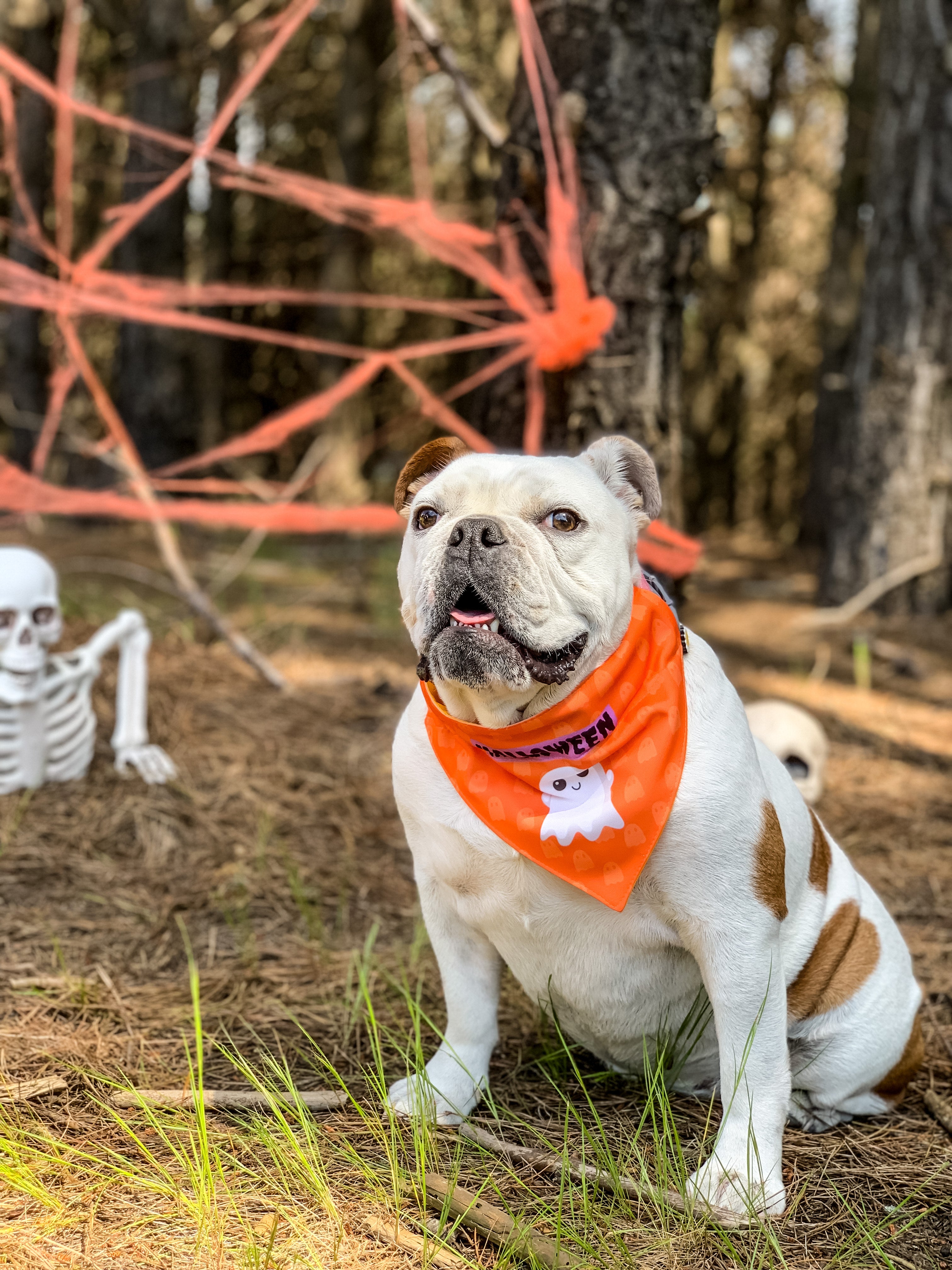 Bandana con Collar Fantasma Naranjo 🎃