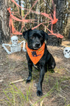 Bandana con Collar Chocolatito 🎃