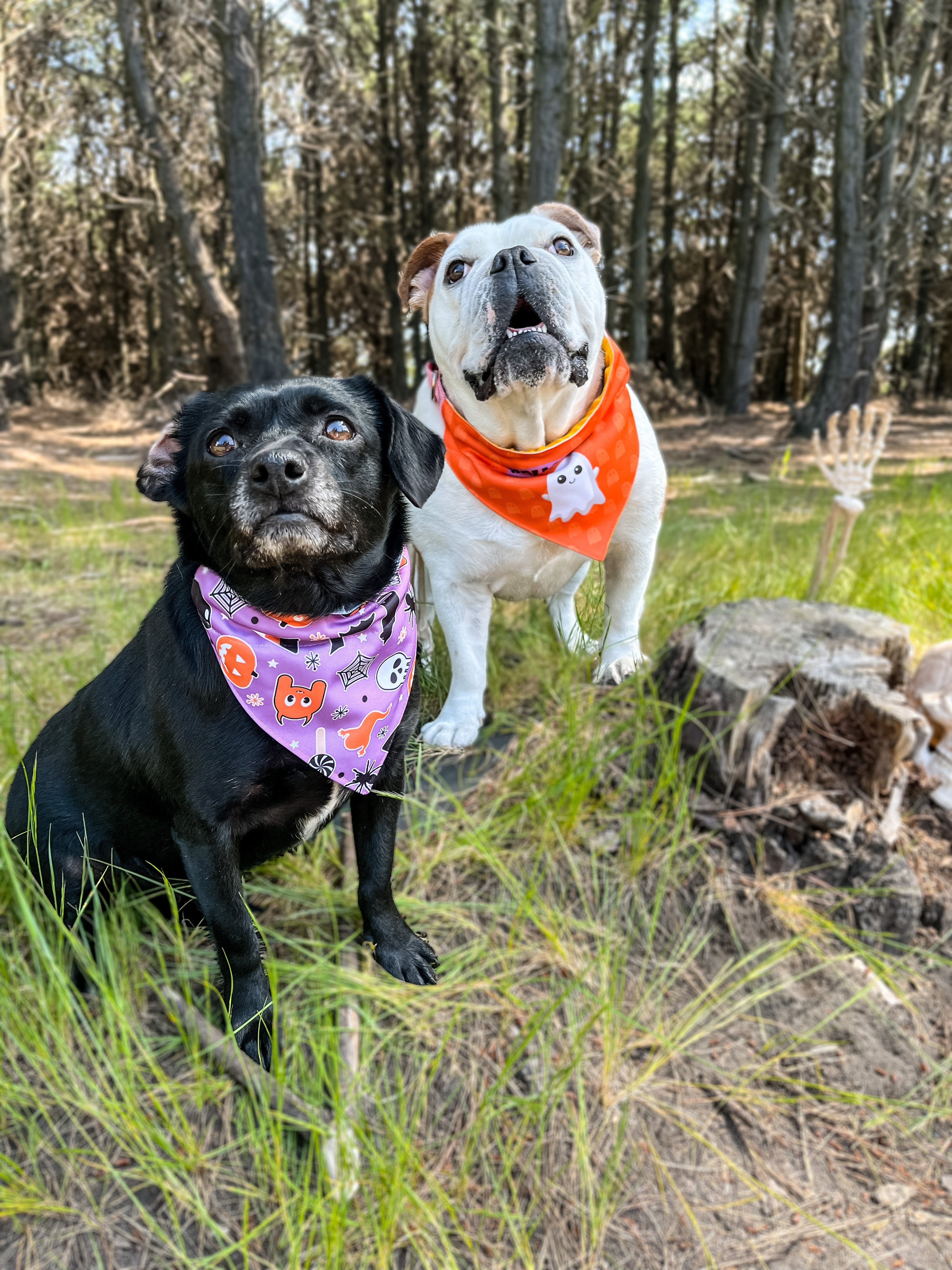 Bandana con Collar Dulces 🎃