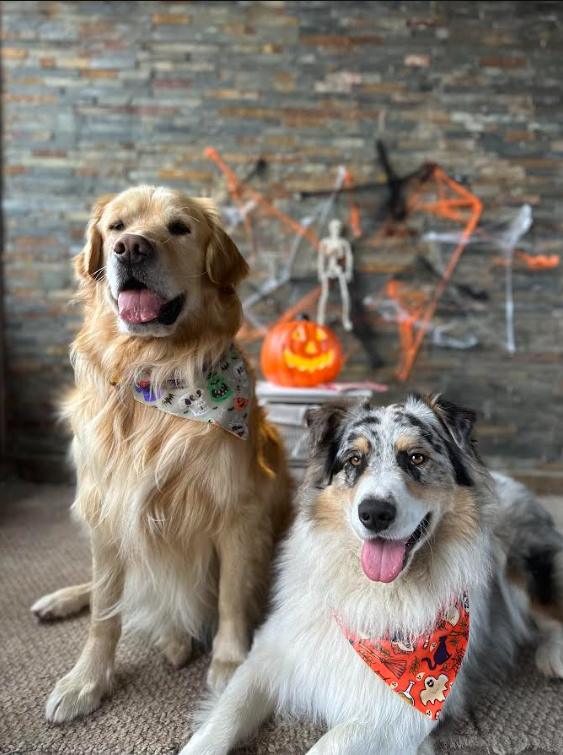 Bandana con Collar Dracula 🎃