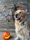 Bandana con Collar Frankie 🎃