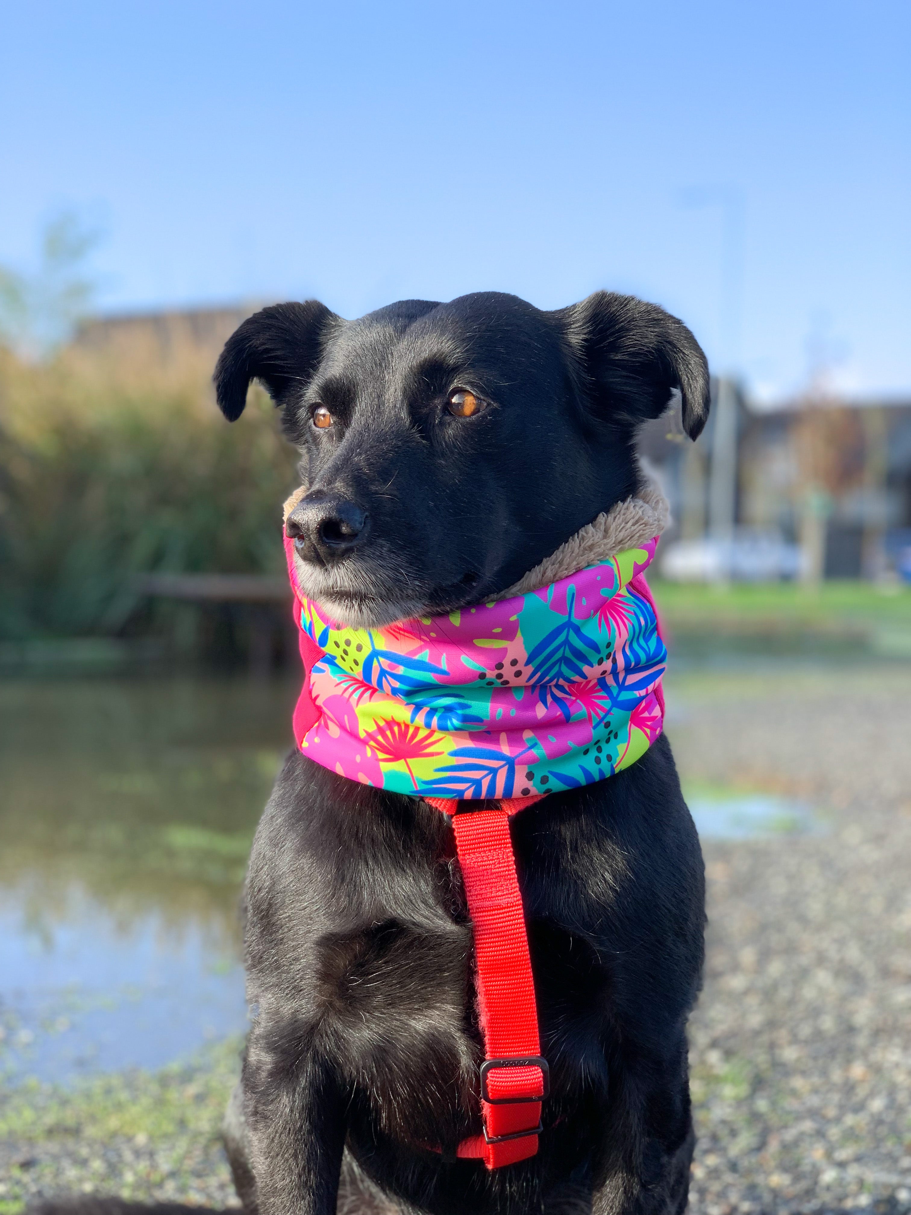 Cuello con Peludito para Mascotas PINK FLOWERS