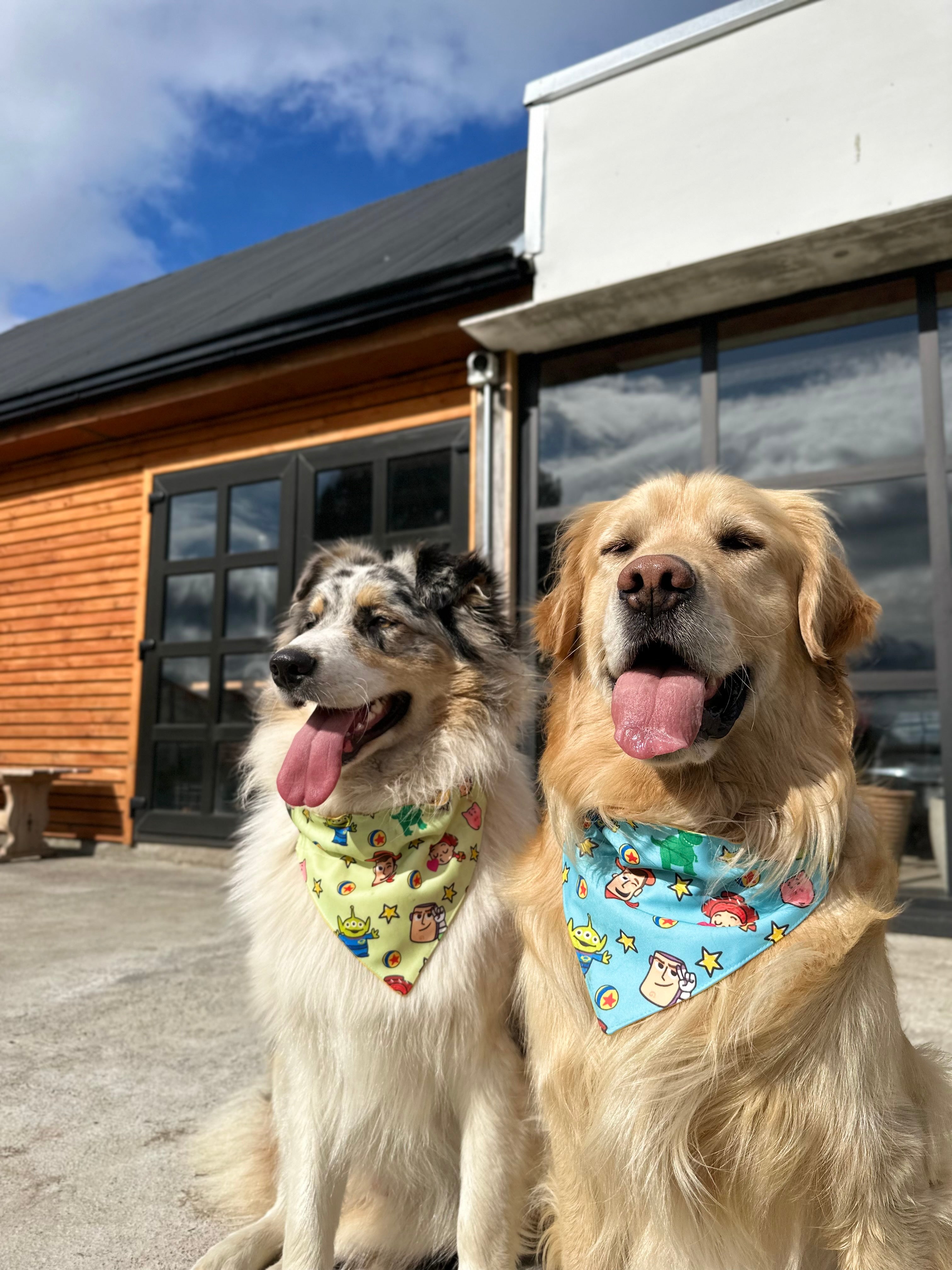 Bandana con collar TOYS