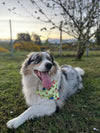 Bandana con collar TOYS