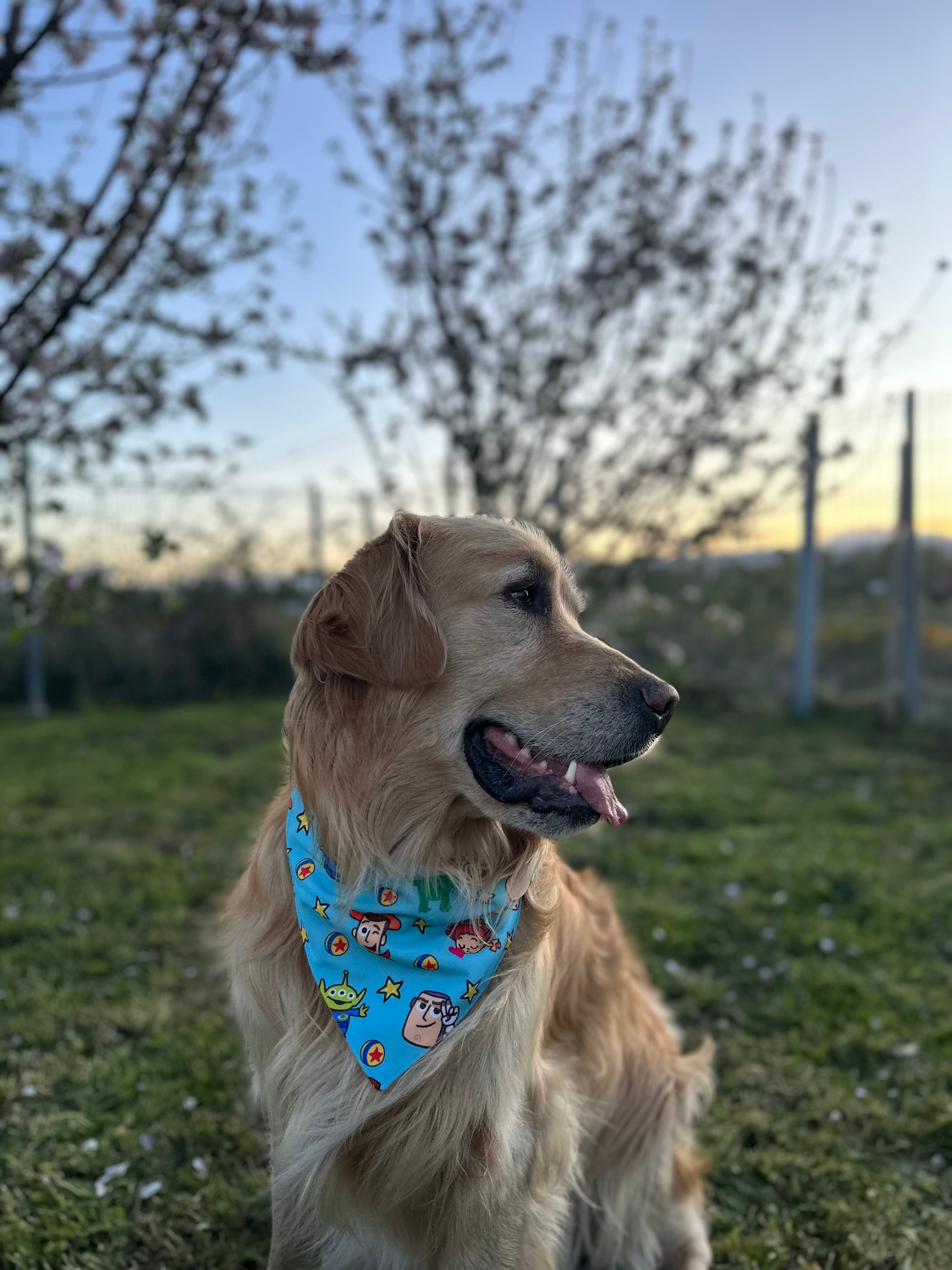 Bandana con collar TOYS